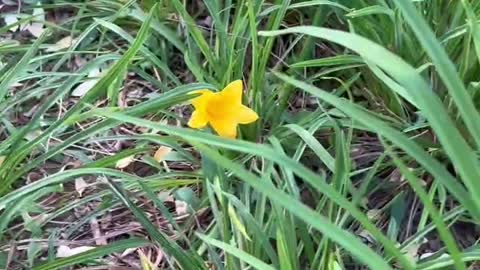 A small yellow flower in the grass