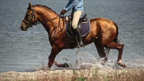 Tracking of mounted brown horse with shining hair trotting on lake in slow motion