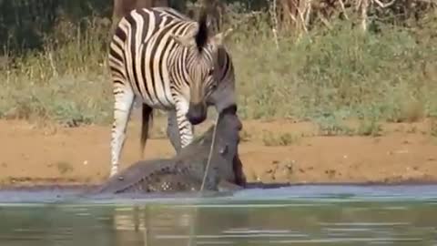 crocodile attack zebra