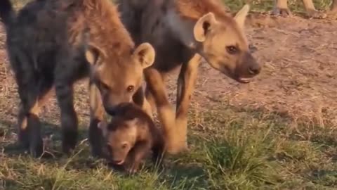 Hyena on the savannah