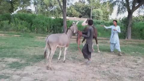 Super Murrah Donkey and Horse Meeting _ Mule Donkey Meeting with mare