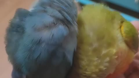 Parrots climb hands