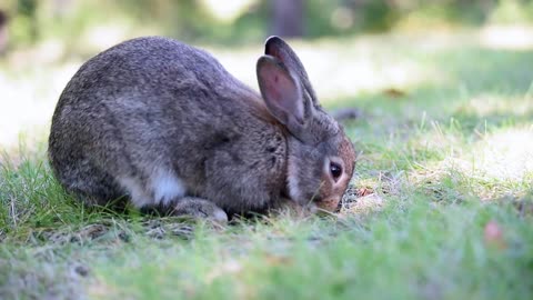 A Cute Rabbit Eating Grass