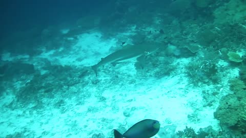 INDONESIA, RAJA AMPAT ISLAND "Diving"