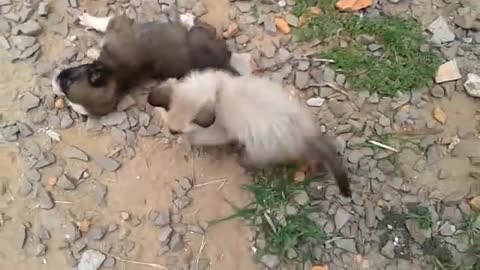 Small dog and cat playing [2021]