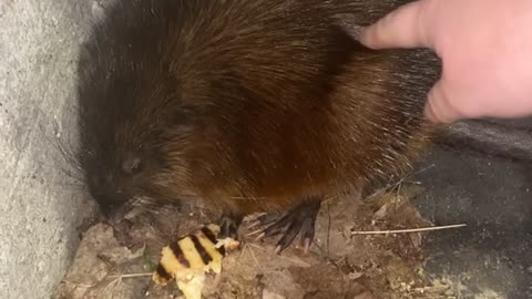 Woman Bitten While Trying to Befriend Giant Rat