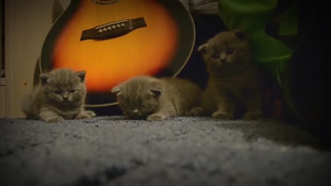 Sleepy Little Kitten all the way down to the ground