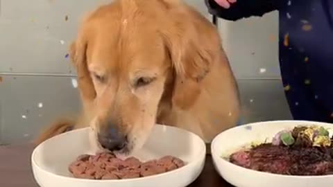 Feeding A Dog $1 vs $10,000 Steak