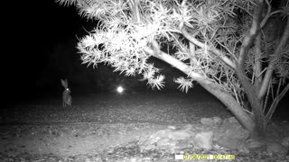 A Jackrabbit southern NM