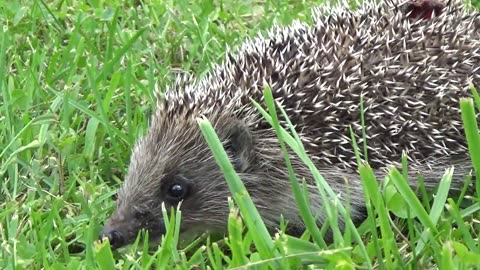 A hedgehog