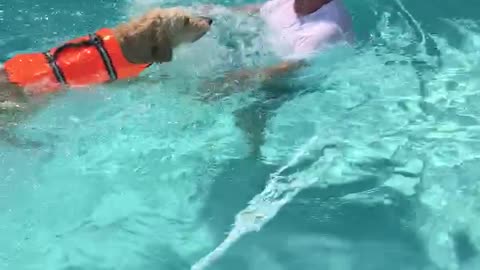 Pup learning to swim