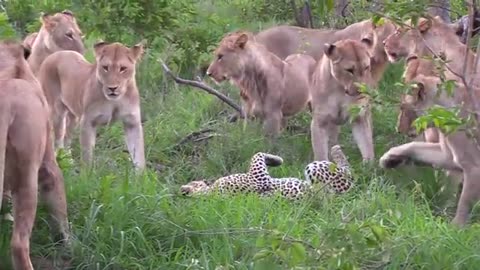 12 LIONS attack LEOPARD