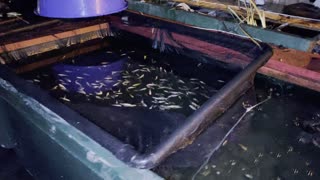 1000x Koi Fry @ Night