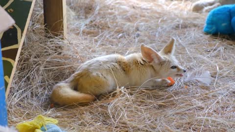 A Young Cub Fox Eating In A Bed Of Hays