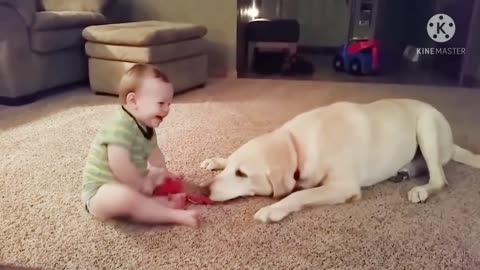 Cute dogs Funny and Cute golden retriever Puppies Compilation