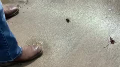 Hermit Crab buried himself in the sand.