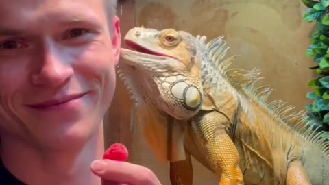 Cute Pet Lizards eating amazing