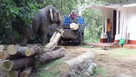 A Sri Lankan Elephant Loading logs with its enormous power