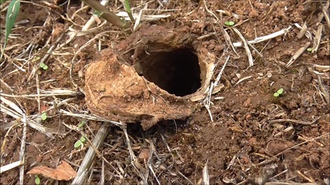 Wolf Spider Harassed By Ants