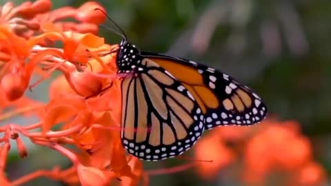 Most beautiful butterfly 🦋 video