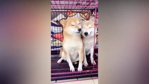 Shiba Inu are so Cute and Funny 2020 - Best Shiba Videos