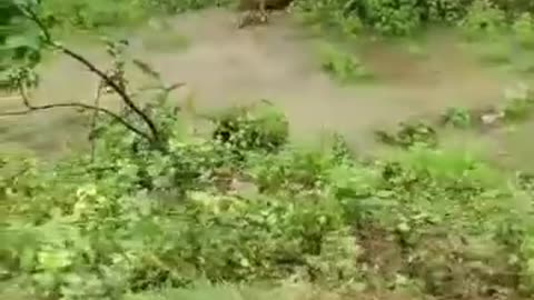 Tiger hunting video