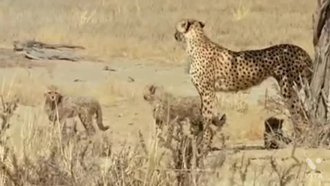 World famous running animals fails take down cheetah with horns lion hunt lampala fail