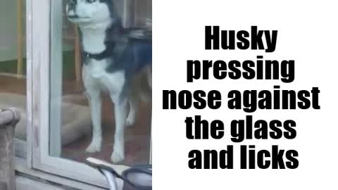 Husky pressing nose against the glass and licks