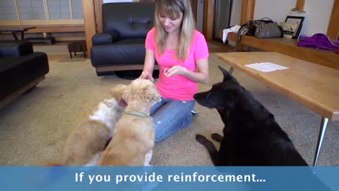 Positive Reinforcement Dog Training In Order To Make It Disciplined.