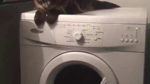 Cat VS Washing Machine Burning weight try to not laught lol