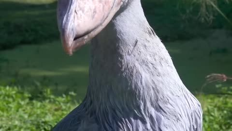 Shoebill storck!