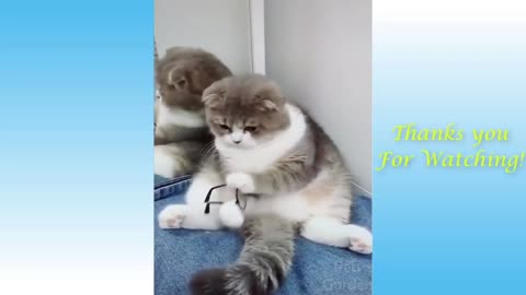 Funny cat with glasses