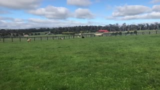 Cow Calf Zoomies