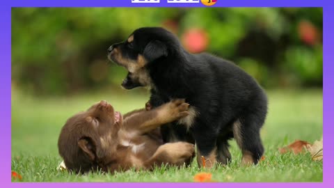 Cute puppies playing 2021🐕🐕 don't miss to watch