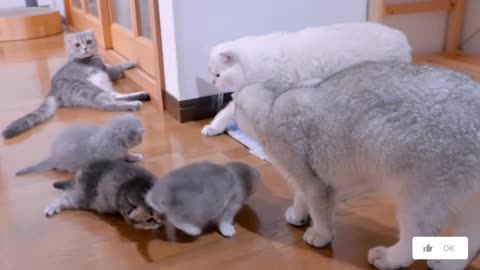 The kitten approaching the daddy cat to play with him was so cute