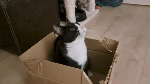 Kitten likes playing cardboard box