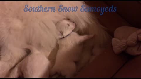 Most Adorable Samoyed Puppy Noise Ever