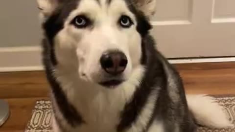 Husky as a judge between arch enemies