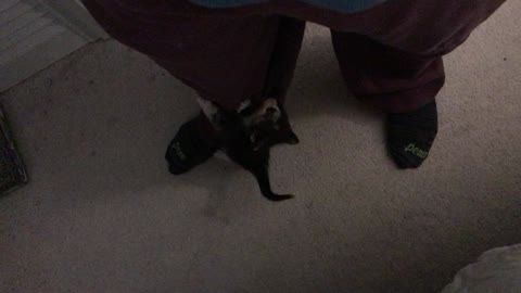 Kittens at play - Baby Mimi climbing my sweatpants