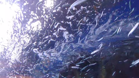 Small school of fish in the aquarium