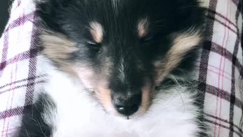 Black white dog plaid pants sleepy sleeping