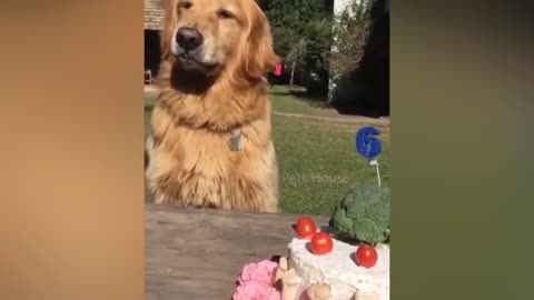 Cake prank for dogs