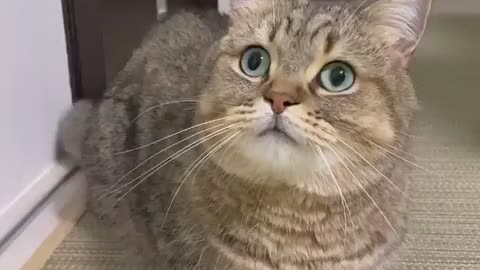 Video funny cat aww