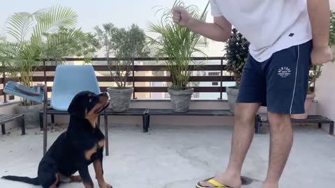 Training of speak command | How to train your dog to speak ( barking) command Rottweiler dog