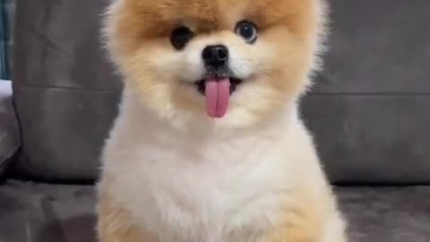 Love you all ❤️ #dogsoftiktok #pomeranian #foryou #viral