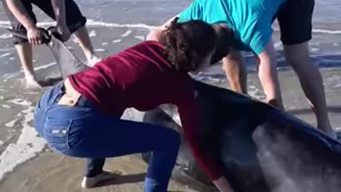 A group of friends rescuing a beached pilot whale calf! So wholesome!