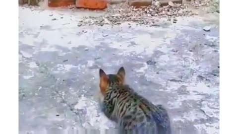 #shorts #cute dog and cat funny video 😂 #funny video