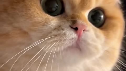 Cat Caught in the Act - Funny Cat