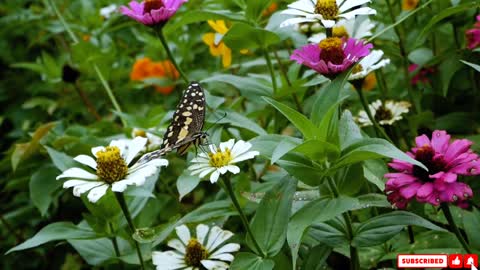 The Most Beautiful Flowers Collection 8K ULTRA HD / Butterfly in nature on yellow flowers |