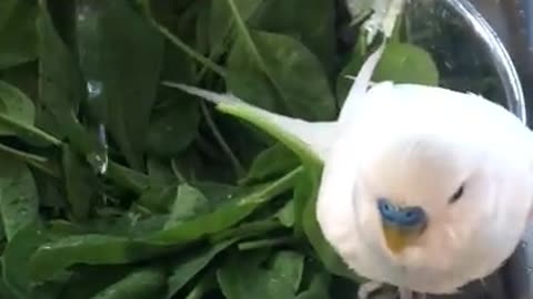 Budgie Tumbling Around In Salad